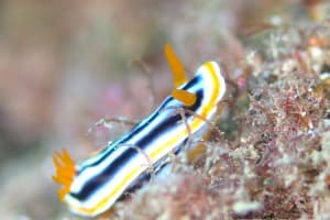 クロシオイロウミウシ Chromodoris sp. 3