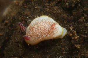 サラサウミウシ Goniobranchus sp.16