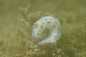 Hypselodoris bertschi