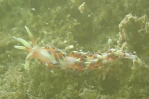 ヒブサミノウミウシ Caloria indica