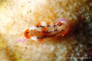 クラカトアウミウシ Hypselodoris krakatoa