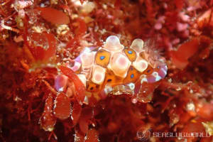 ミヤコウミウシ Dendrodoris krusensternii