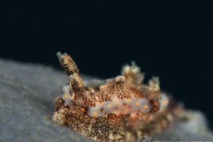 コネコウミウシ Pelagella joubini