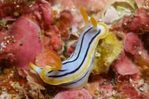 コールマンウミウシ Chromodoris colemani