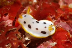 シロウミウシ Chromodoris orientalis