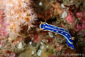 Hypselodoris festiva