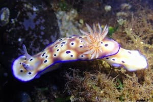 マダライロウミウシ Hypselodoris tryoni