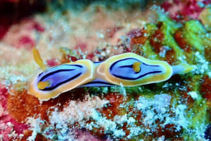 Chromodoris colemani