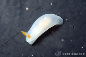 Gymnodoris sp.21