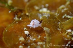 YUYA 世界のウミウシ