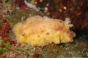 キイロハケジタウミウシ Geitodoris lutea