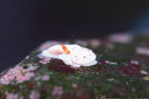 オトメウミウシ Dermatobranchus otome