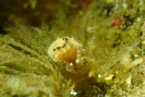 オウカンウミウシ Polycera japonica