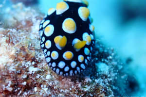 O.Yuka | SEASLUG.WORLD