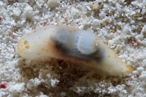 キヌハダウミウシ属の仲間 Gymnodoris spp.