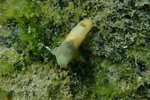 キヌハダウミウシ属の仲間 Gymnodoris spp.