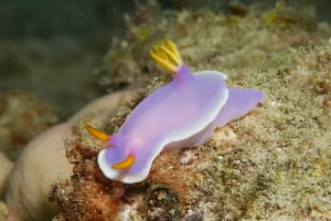 Hypselodoris apolegma