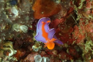 Ceratosoma bicolor