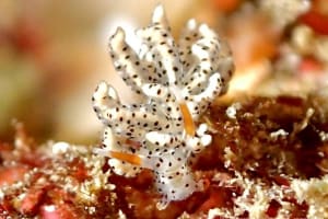 スベスベジョオウミノウミウシ Eubranchus sp. 1