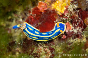 Hypselodoris festiva