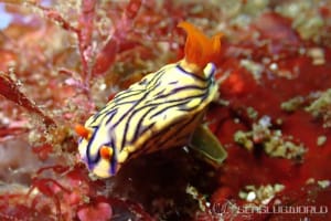 Hypselodoris zephyra