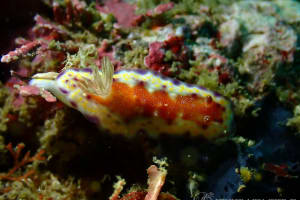 アカネコモンウミウシ Goniobranchus collingwoodi