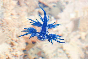 アオミノウミウシ Glaucus atlanticus