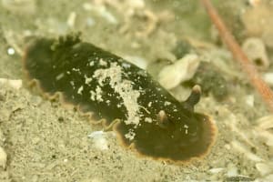 クロシタナシウミウシ Dendrodoris arborescens