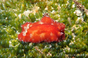 スオウウミウシ Platydoris sanguinea