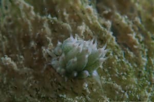 テングモウミウシ Costasiella kuroshimae