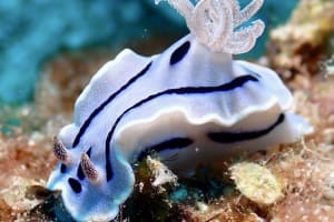 Chromodoris willani