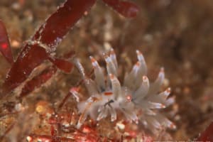 ホリミノウミウシ Eubranchus horii