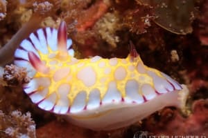 ボブサンウミウシ Goniobranchus roboi