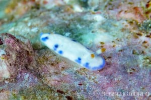 Hypselodoris sagamiensis