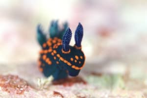 クロスジリュウグウウミウシ属の一種 3 Nembrotha sp. 3