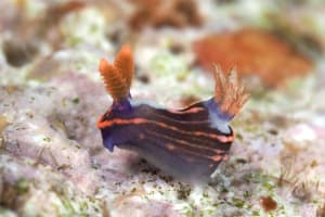 トウモンリュウグウウミウシ Nembrotha livingstonei