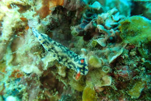 ホシゾラウミウシ Hypselodoris infucata