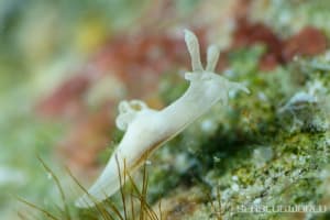 トラパニア・レムナリオイデス Trapania lemnalioides