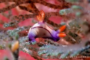 Nembrotha chamberlaini