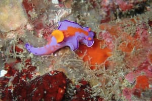 フタイロニシキウミウシ Ceratosoma bicolor