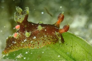 ヒカリウミウシ属の仲間