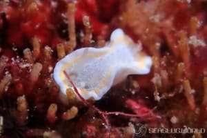 ミツイラメリウミウシ属の一種 2 Diaphorodoris sp. 2