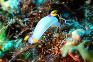 Hypselodoris bullockii