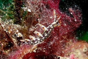 ヒオドシユビウミウシ Bornella anguilla