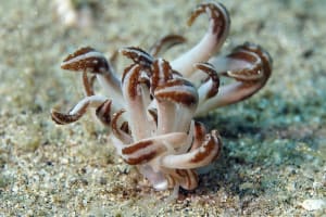 ヤコブセンミノウミウシ Phyllodesmium jakobsenae