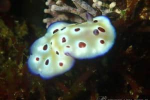 マダライロウミウシ Hypselodoris tryoni