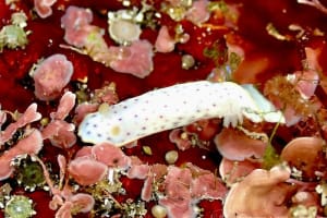 Chromodoris aspersa