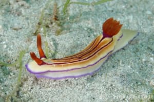 クチナシイロウミウシ Hypselodoris whitei