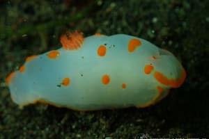 キイボキヌハダウミウシ Gymnodoris impudica