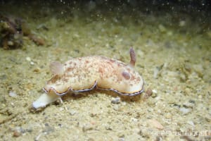 シラヒメウミウシ Goniobranchus sinensis